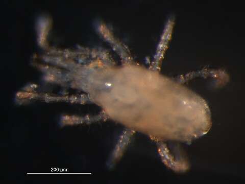 Слика од Hypoaspis