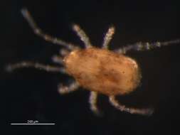 Image of Phytoseioidea