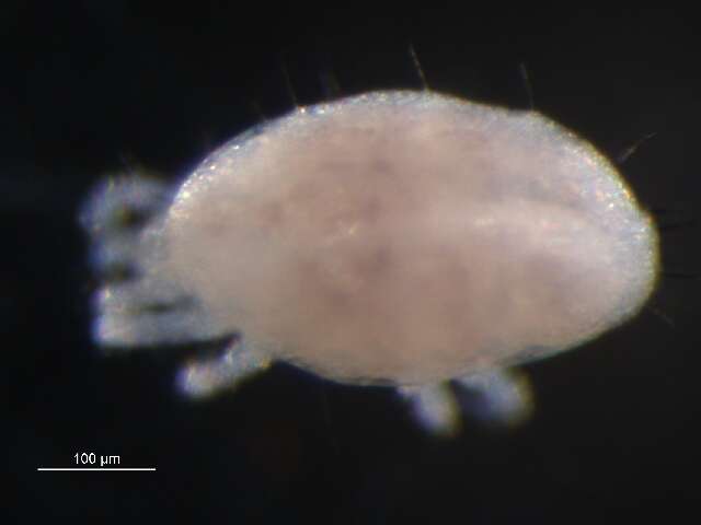 Image of Stigmaeidae