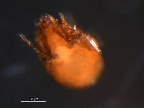 Neogymnobates subgen. Neogymnobates Ewing 1917 resmi