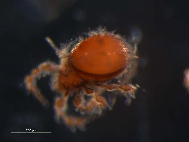 Image of Damaeus floccosus (Behan-Pelletier & Norton 1985)