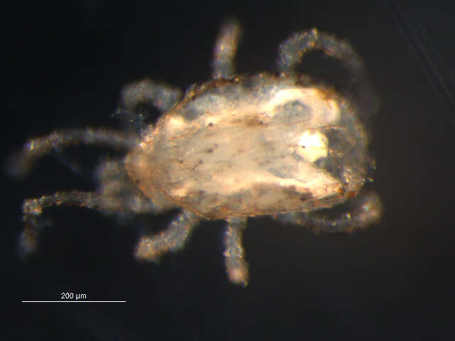 Image of Phytoseioidea