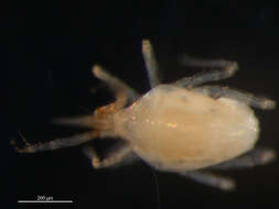 Image of Armascirus