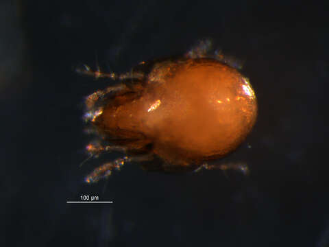 Neogymnobates subgen. Neogymnobates Ewing 1917 resmi