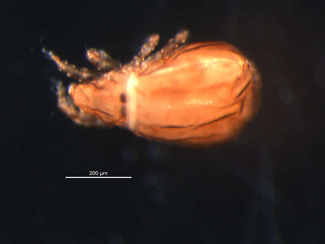 Imagem de Malaconothridae Berlese 1916