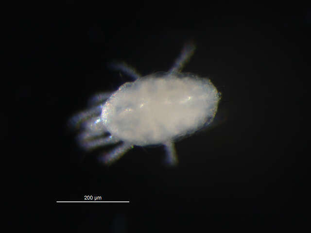 Image of Eupalopsellidae