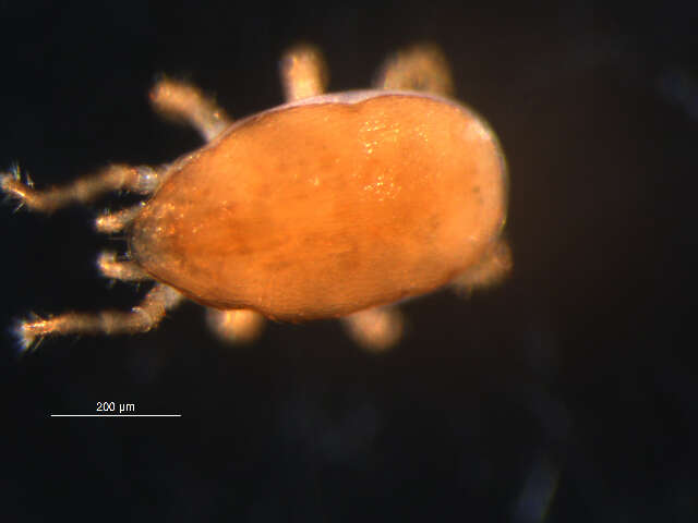 Image of Eviphididae