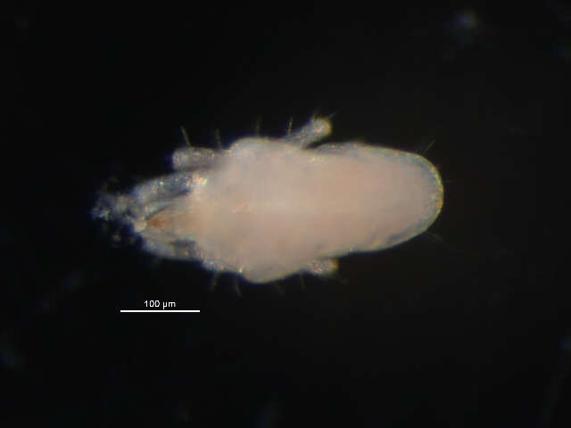 Image of Ereynetidae