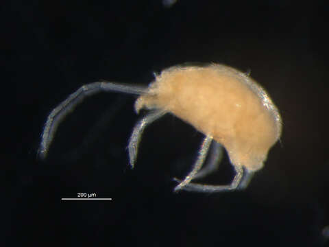 Image of spider mites