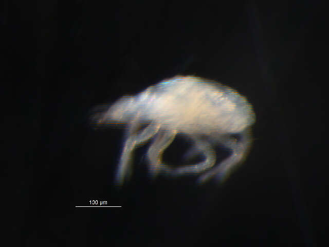 Image of predatory mites