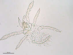 Image of Johnstonianidae