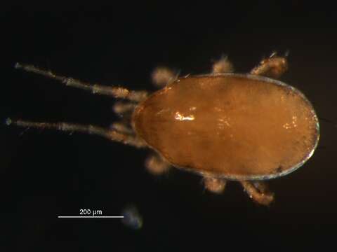 Слика од Hypoaspis
