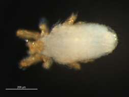 Image of Johnstonianidae