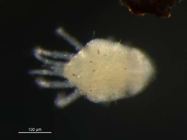 Image of Eupalopsellidae