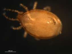 Image of Dinychidae