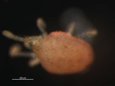 Image of micro velvet mites