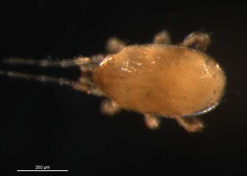 Слика од Hypoaspis