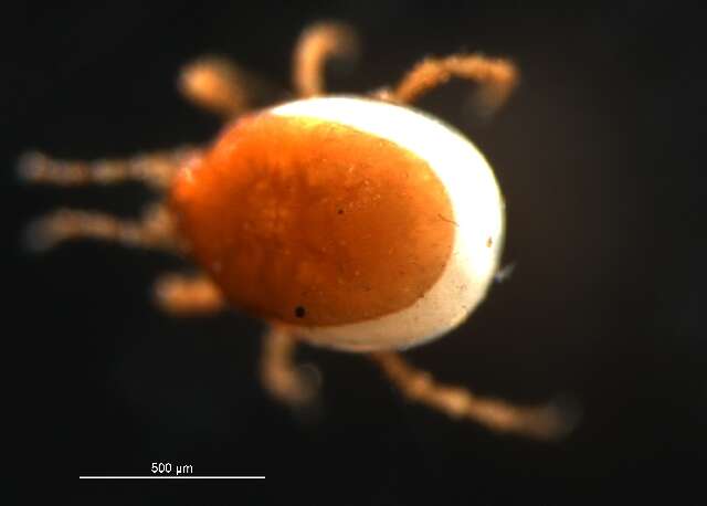 Image of Macrochelidae