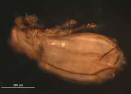 Imagem de Malaconothridae Berlese 1916