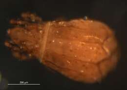 Imagem de Malaconothridae Berlese 1916