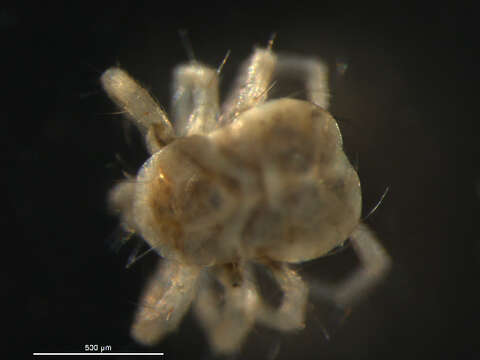 Image of Whirligig Mites