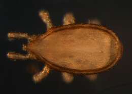 Image of Dinychidae