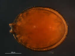 Image of Trematuridae