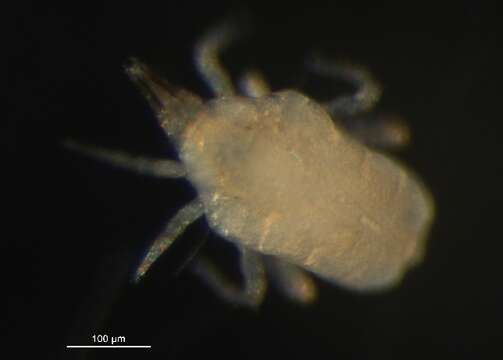 Image of predatory mites