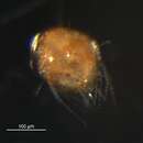 Image de Scutacaridae