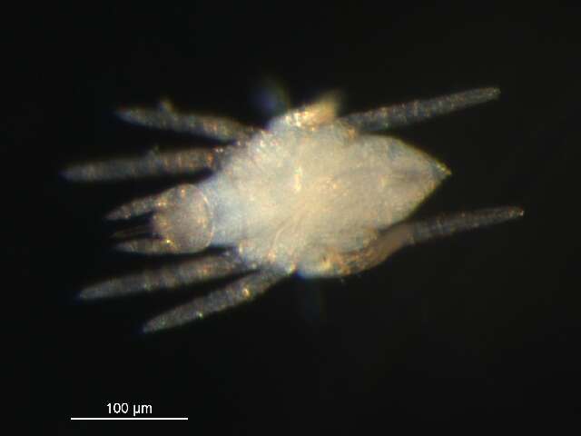 Image of predatory mites
