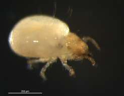 Слика од Liacaridae Sellnick 1928