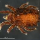 Image of Camisia biverrucata (Koch 1839)