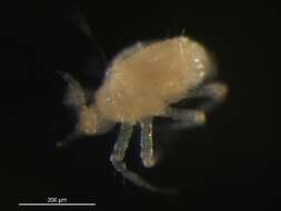 Image of predatory mites