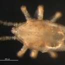 Image of Thinozerconidae