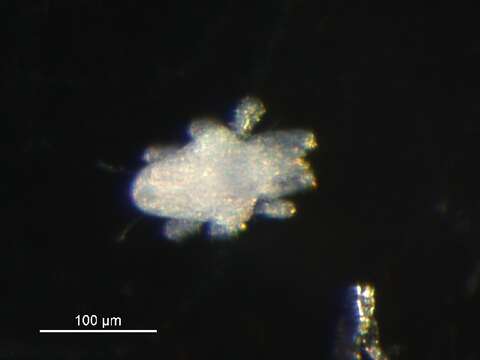 Image of Ereynetidae