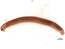 Image of Millipede