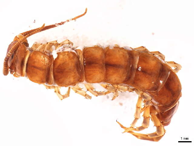 Image of Common centipede