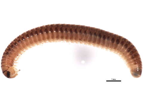 Image of Millipede