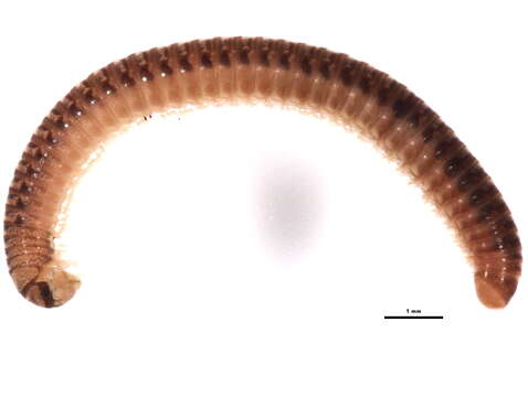 Image of Millipede