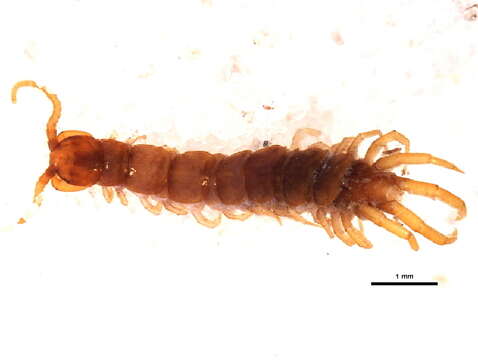 Image of Lithobius subgen. Sigibius Chamberlin 1913