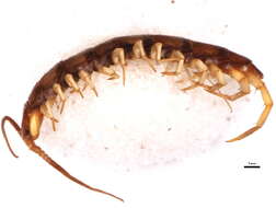 Image of Common centipede