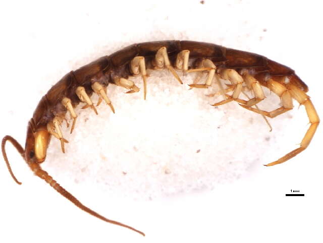 Plancia ëd Lithobius forficatus (Linnaeus 1758)