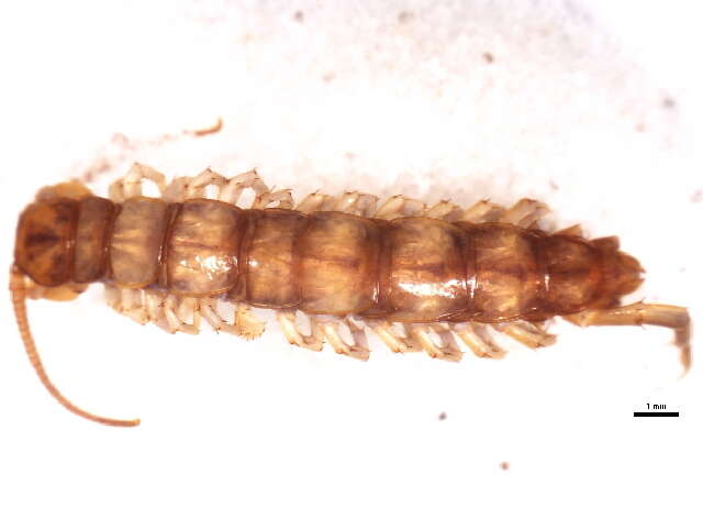 Plancia ëd Lithobius forficatus (Linnaeus 1758)