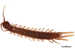 Image of Lithobius subgen. Sigibius Chamberlin 1913