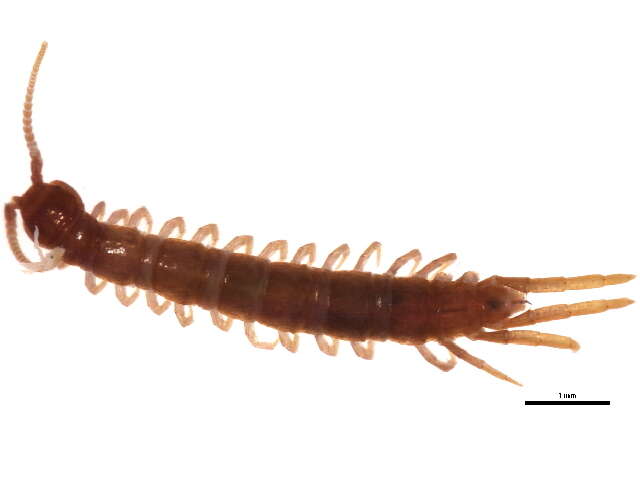 Image of Lithobius subgen. Sigibius Chamberlin 1913