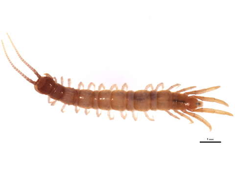 Image of Lithobius subgen. Sigibius Chamberlin 1913