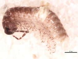 Image of Cleidogonidae