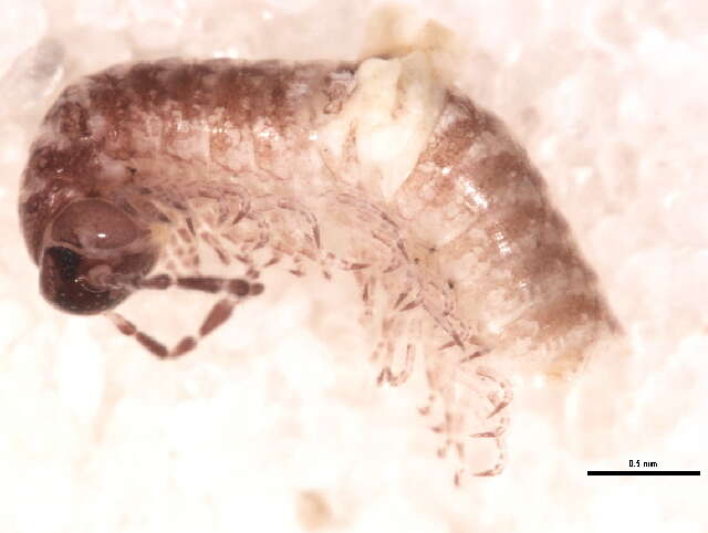 Image of Cleidogonidae