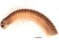 Image of Blunt-tailed Snake Millipede