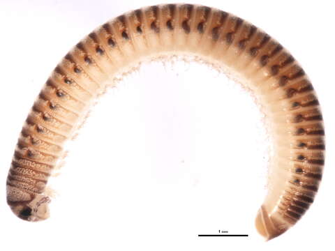 Image of Millipede